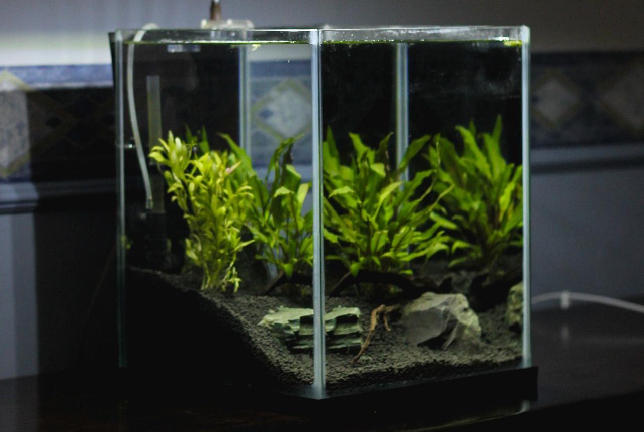 green leaf plant in clear glass terrarium with lighted lamp on top